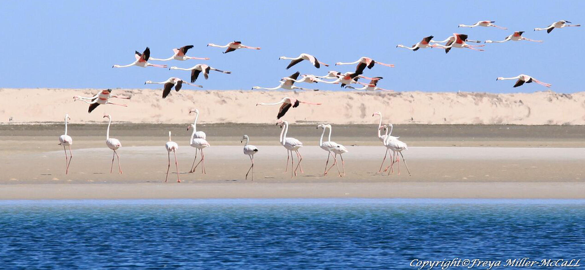 flamants roses dakhla